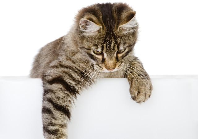 O momento do “pulo do gato”?