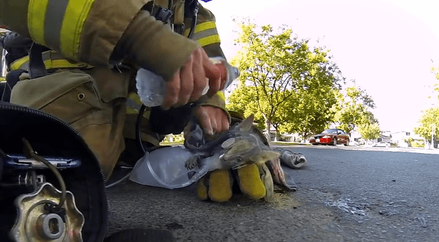 Campanha da GoPro mostra bombeiro salvando filhote de gato em história real