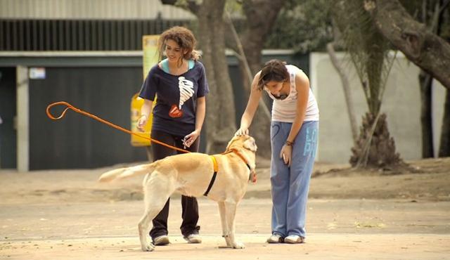 Ação nas ruas faz cachorros serem conduzidos por donos invisíveis. Veja como funcionou