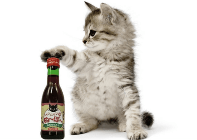 Vinho para gatos está disponível no mercado japonês