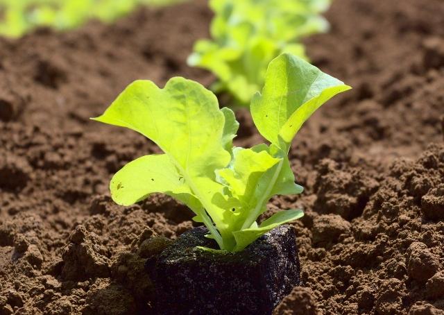 Israel cria "superplanta" que pode ajudar a combater a fome mundial