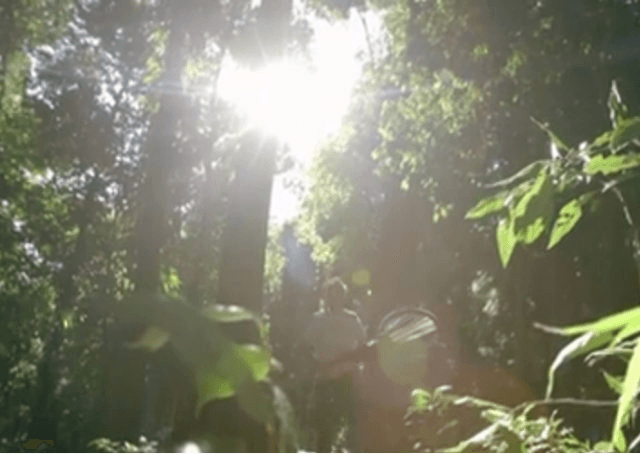 Cientista descobre floresta "perdida" com ajuda do Google