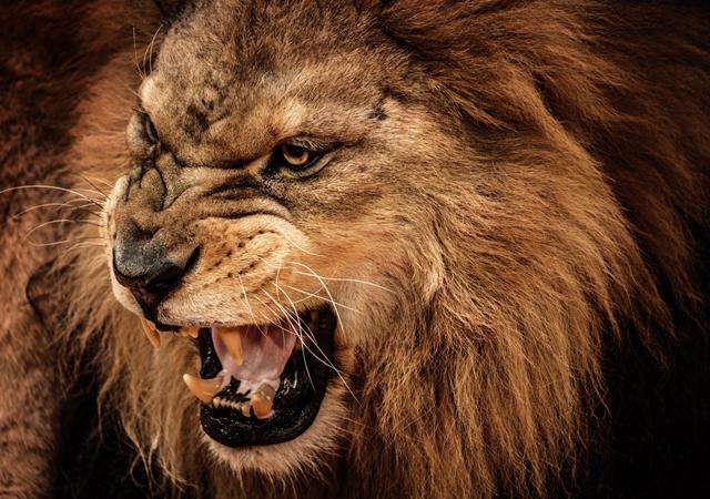 Imposto de Renda: os cuidados que podem amenizar a mordida do Leão