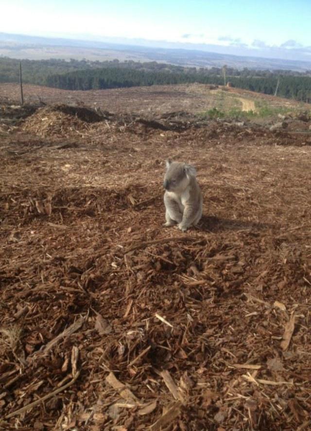 Foto de coala em meio a floresta devastada gera comoção na internet