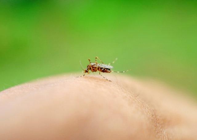Alunos do ensino médio desenvolvem larvicida contra dengue