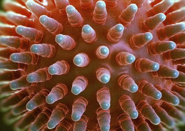 Cientistas recriam vírus da gripe espanhola para estudar combate a novas doenças