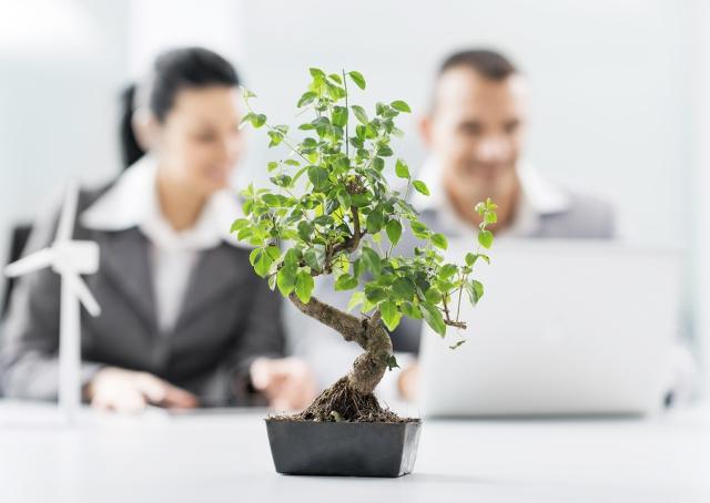 Quer aumentar a produtividade? Coloque uma planta na mesa