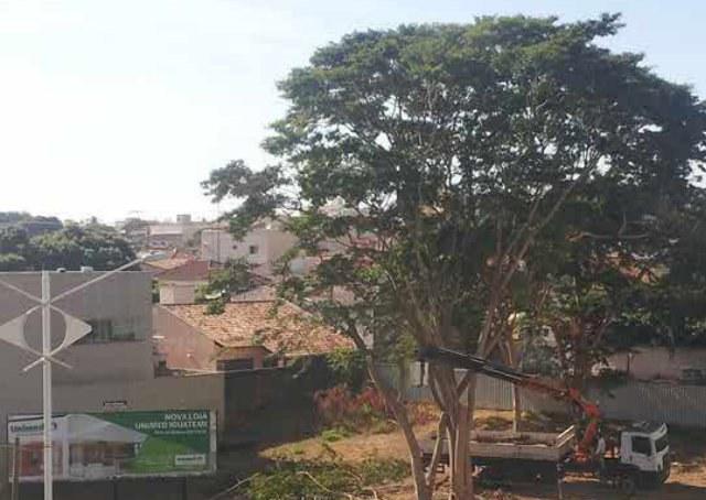 Empresa corta árvore para colocar propaganda sobre meio ambiente
