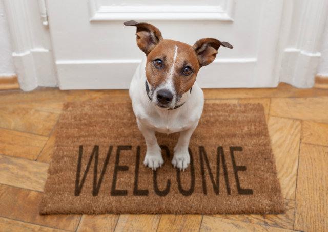 Vine abre vagas para cachorros