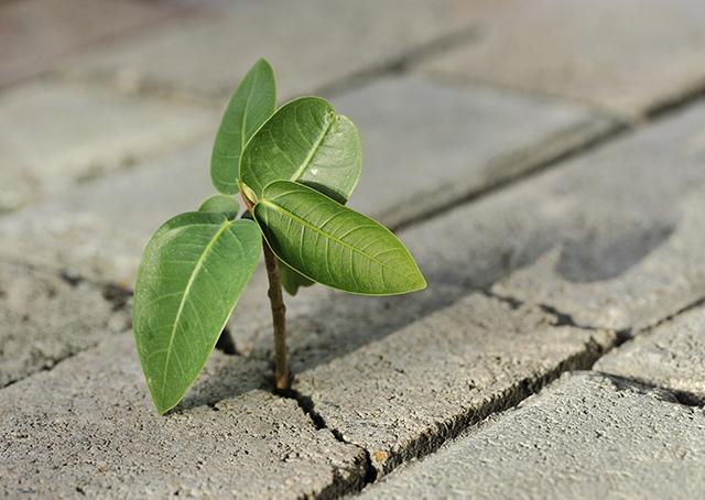 Resiliência para vencer a crise