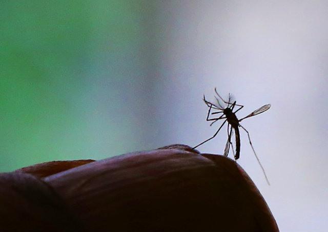 Aplicativos ajudam na guerra contra o Aedes aegypt