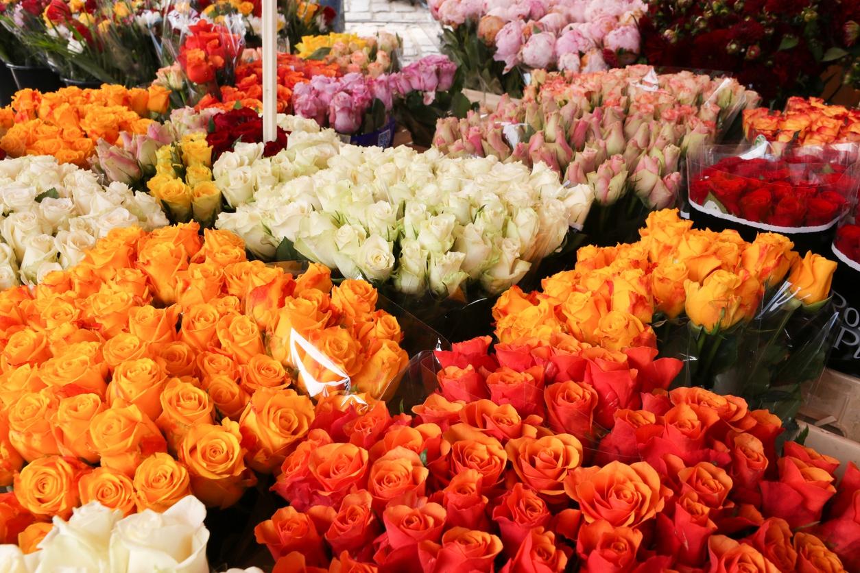 Dia das mães: data é a mais importante para o setor de flores