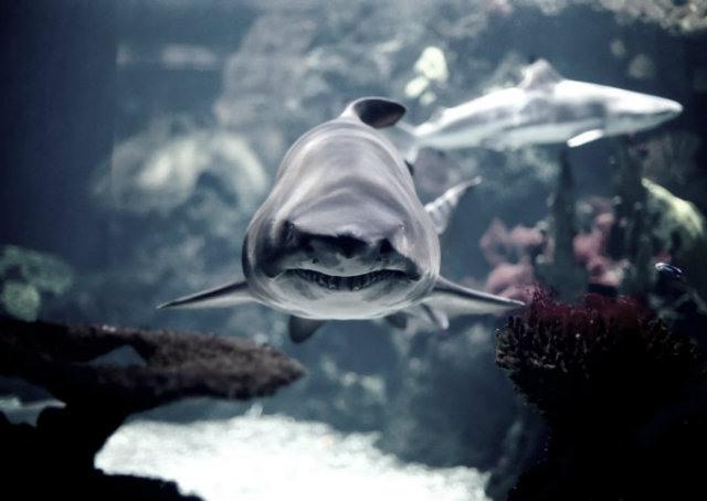 Você já colocou um tubarão no tanque hoje?