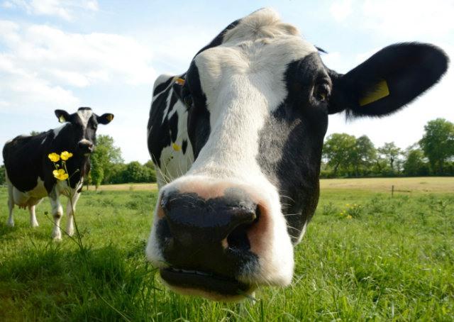 Enfrentar como os búfalos ou fugir como as vacas?