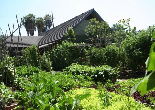 Família produz quase 3 mil quilos de comida por ano no jardim de casa