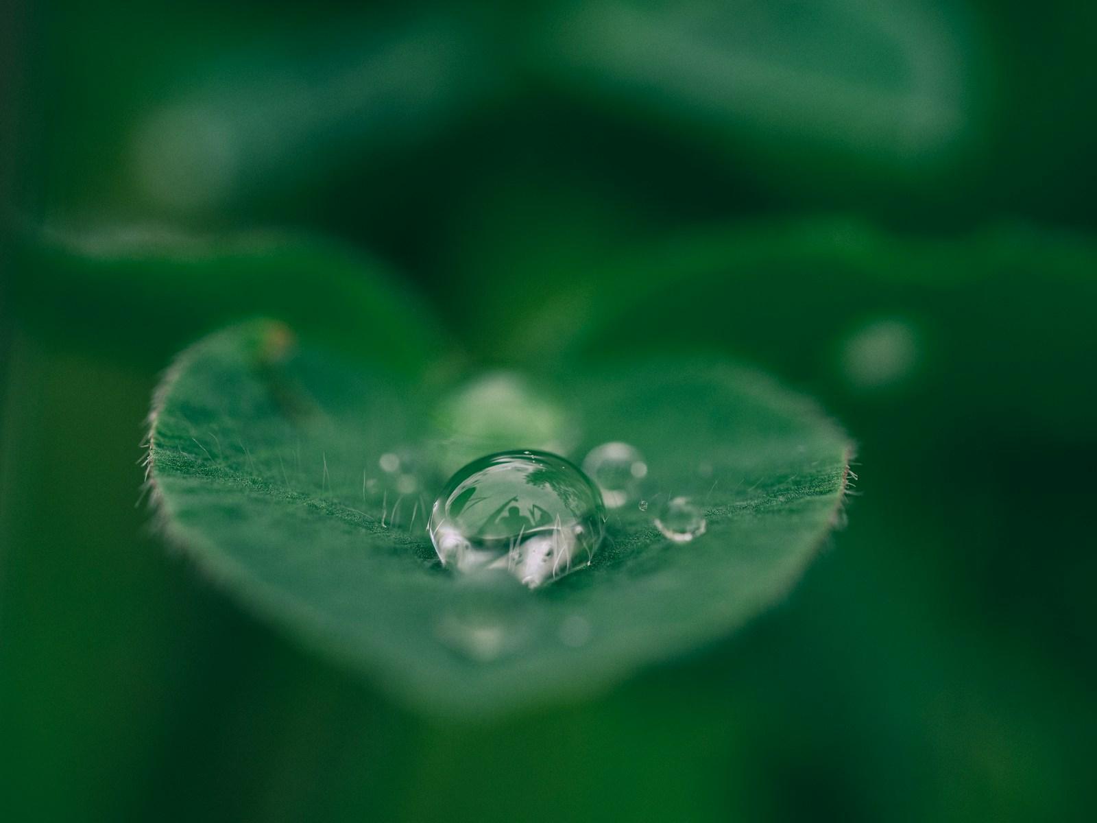 Palavras para a natureza estão sumindo — e isso ameaça nossa saúde mental