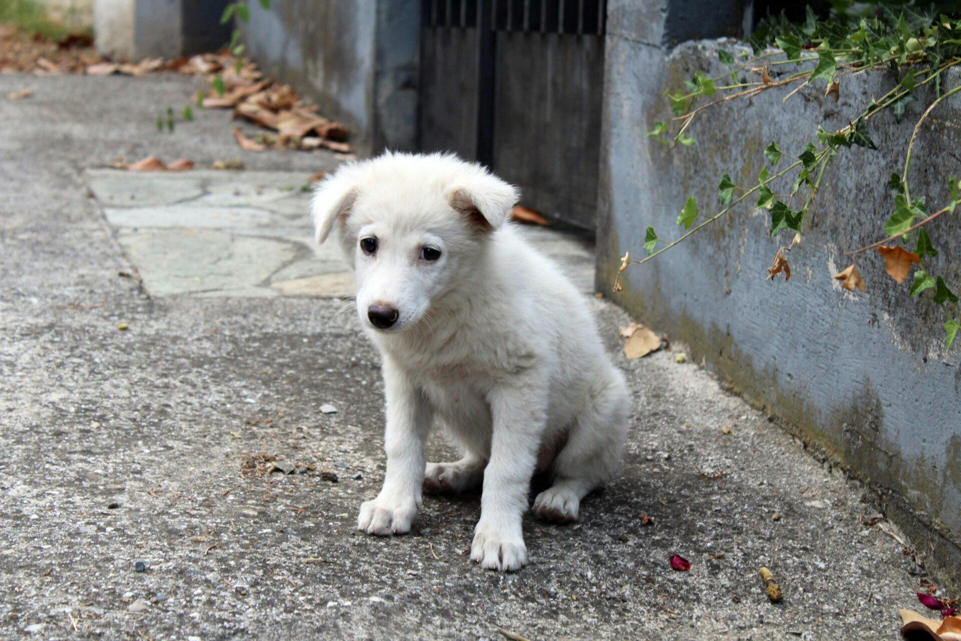 Gestão Estratégica dos Animais em Situação de Rua: 10 políticas públicas de sucesso que podem transformar a governança das cidades brasileiras