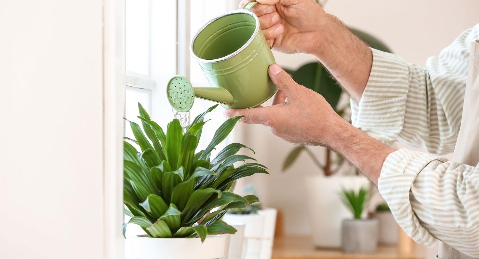 Bons líderes cuidam de seus funcionários como se cuida de plantas, diz especialista